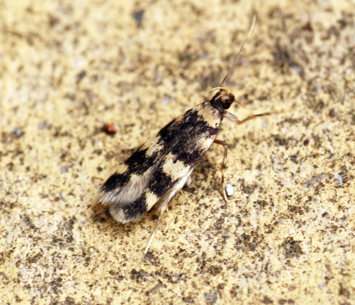 Image of Autostichidae