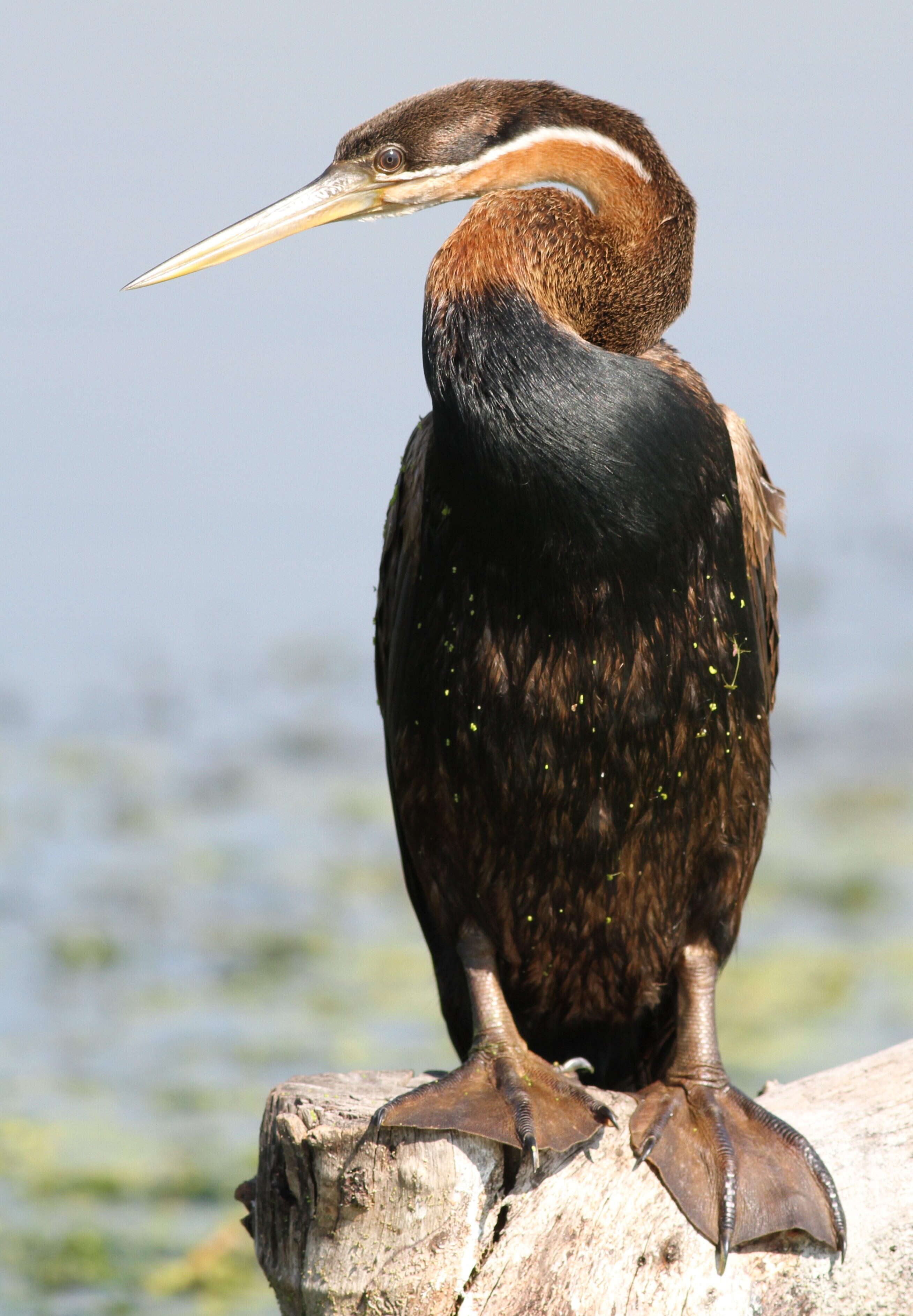 Image of African Darter