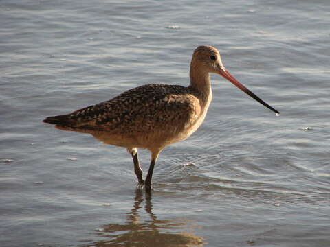 Image of Limosa Brisson 1760