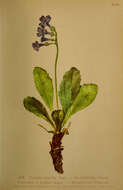 Primula latifolia Lapeyr. resmi
