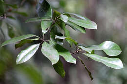 Image of southern magnolia