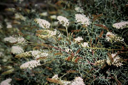 Image of Grevillea paniculata Meissn.