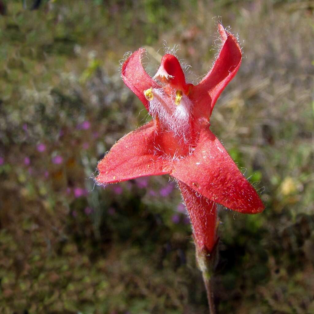 Image of Hypenia macrantha (A. St.-Hil. ex Benth.) Harley