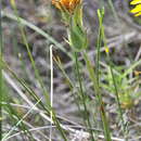 Image of Scorzonera hispanica subsp. crispatula (DC.) Nym.