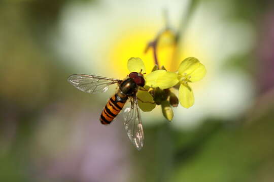 Image of Marmalade hoverfly