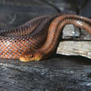 Image of Baird's Rat Snake