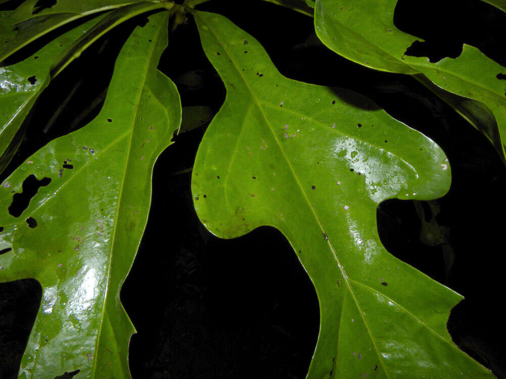 Image of Anthurium clavigerum Poepp.