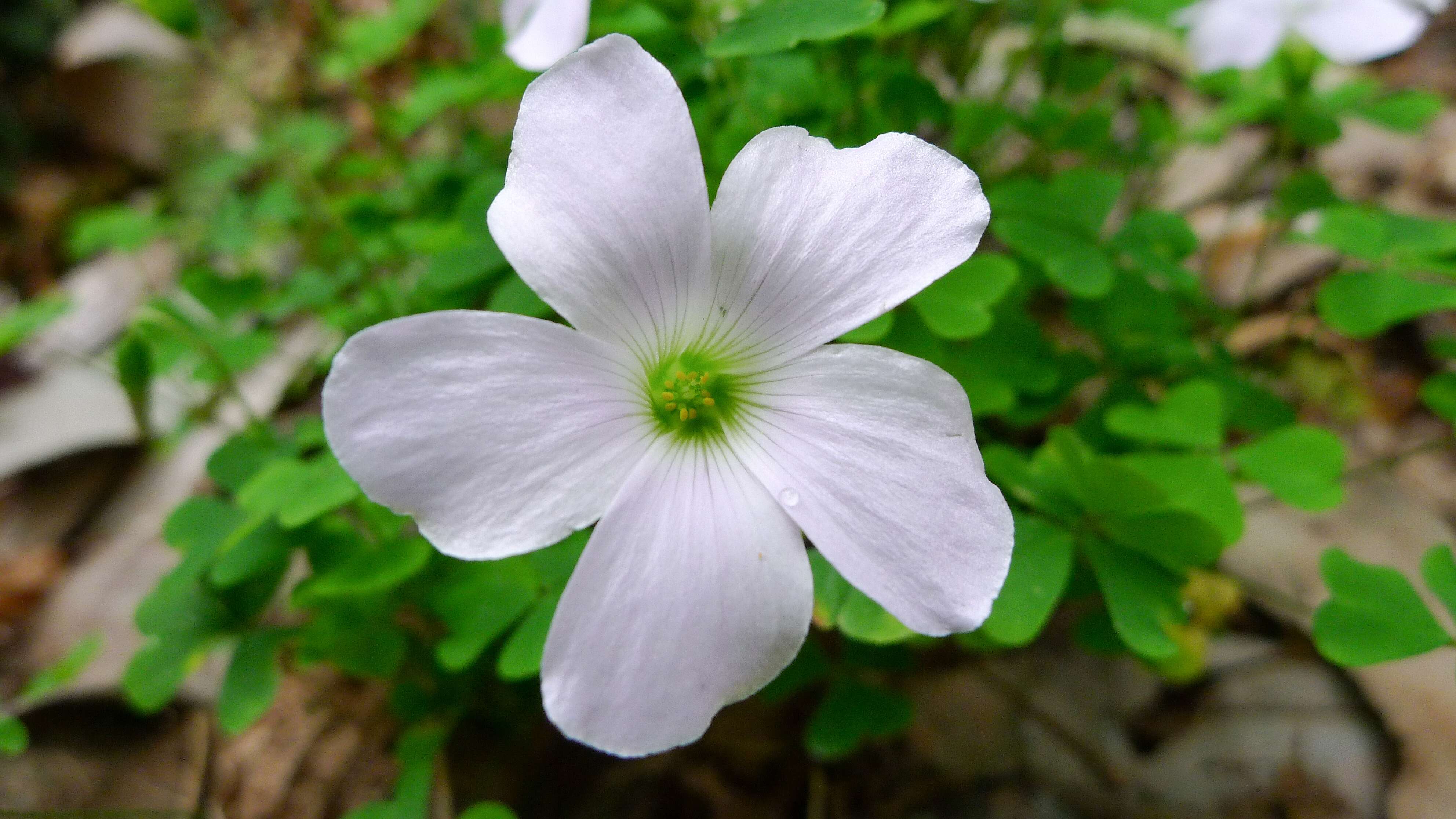 Image of crimson woodsorrel