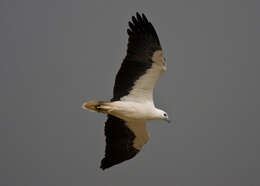 Image of Sea eagles