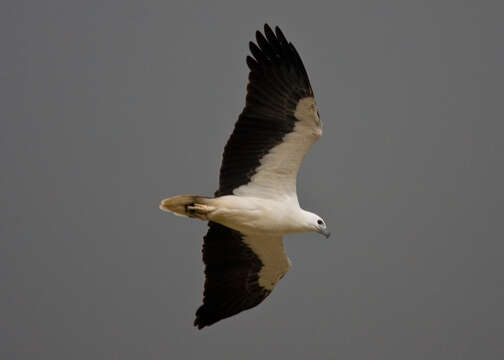 Image of White-bellied Sea Eagle