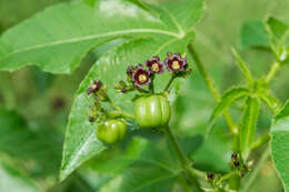 Image of bellyache bush