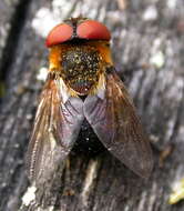 Image of Phasia hemiptera (Fabricius 1794)