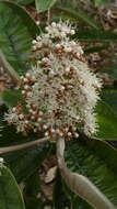 Image of Miconia albicans (Sw.) Steud.
