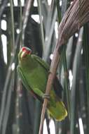 Image of Amazon parrots