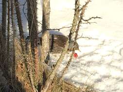 Image of Fieldfare