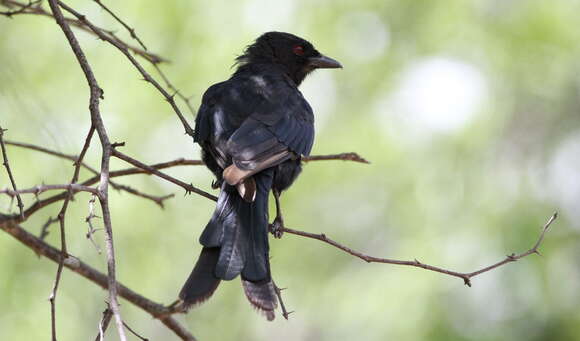 Image of Fork-tailed Drongo