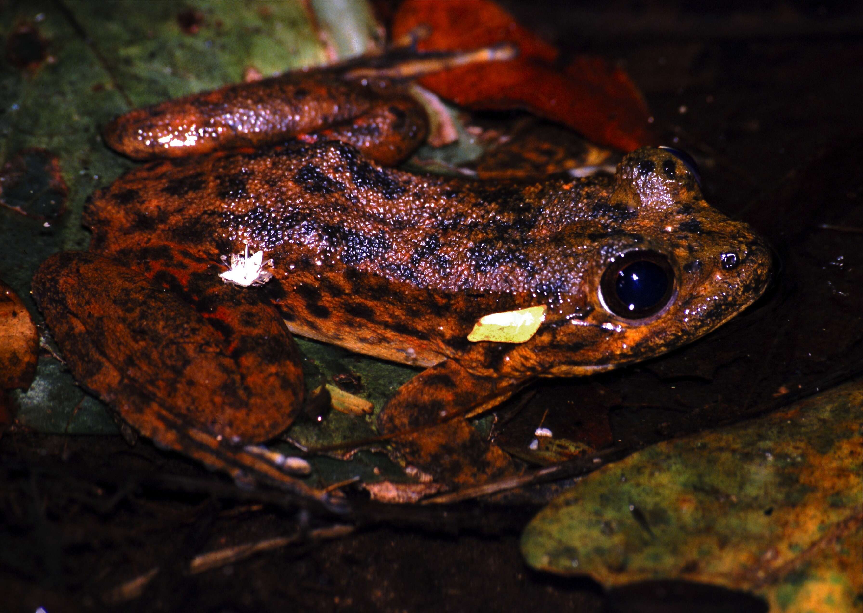 Image of Mantellidae Laurent 1946