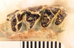 Image de unclassified Placentalia