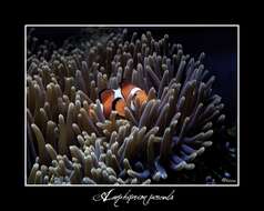 Image of Amphiprion