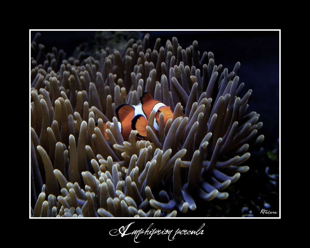 Image of Amphiprion