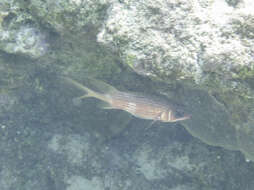 Image of Longspine Squirrelfish