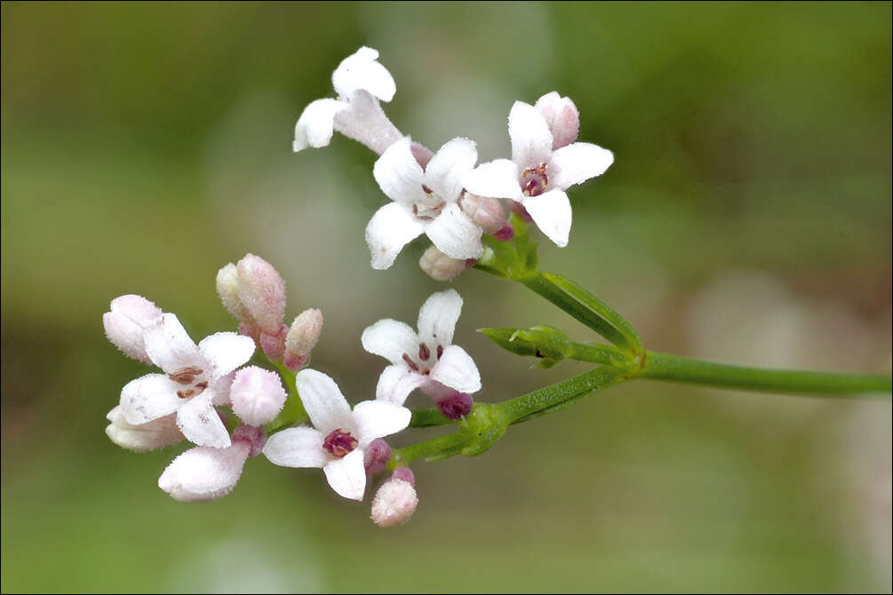 Image of squinancywort