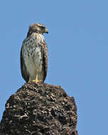 Image of Buteo Lacépède 1799