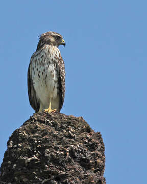 Image of Buteo Lacépède 1799