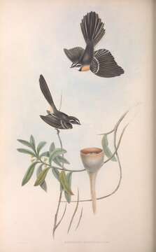 Image of Rhipidura Vigors & Horsfield 1827