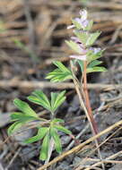 Image of Corydalis pumila (Host) Rchb.