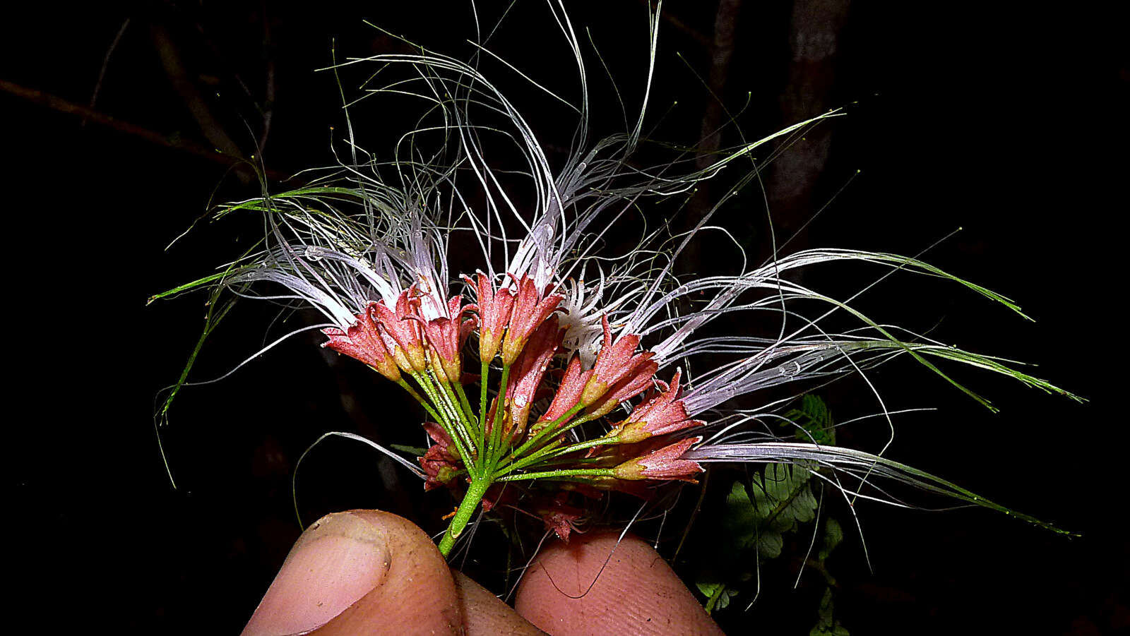 Image of Albizia pedicellaris (Dc.) L. Rico