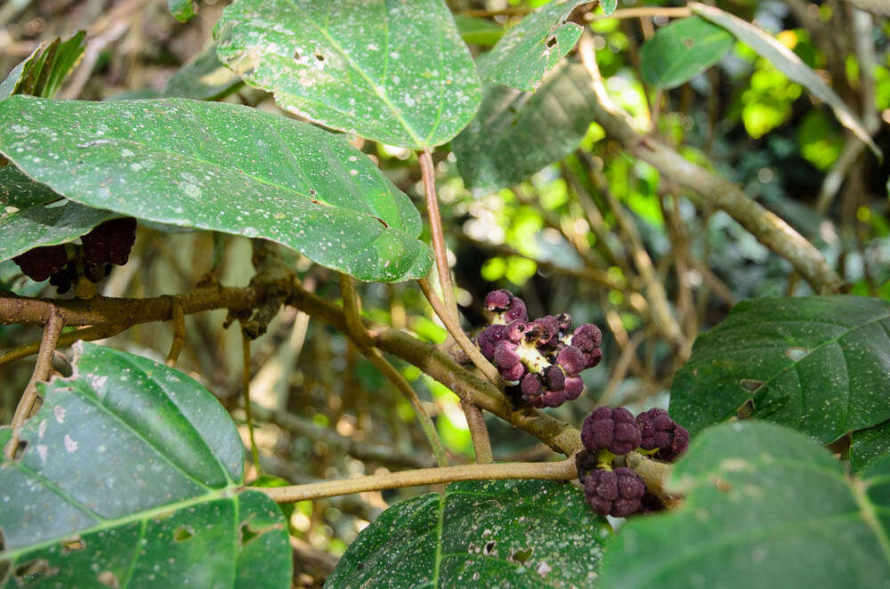 Image of Poikilospermum suaveolens (Bl.) Merr.