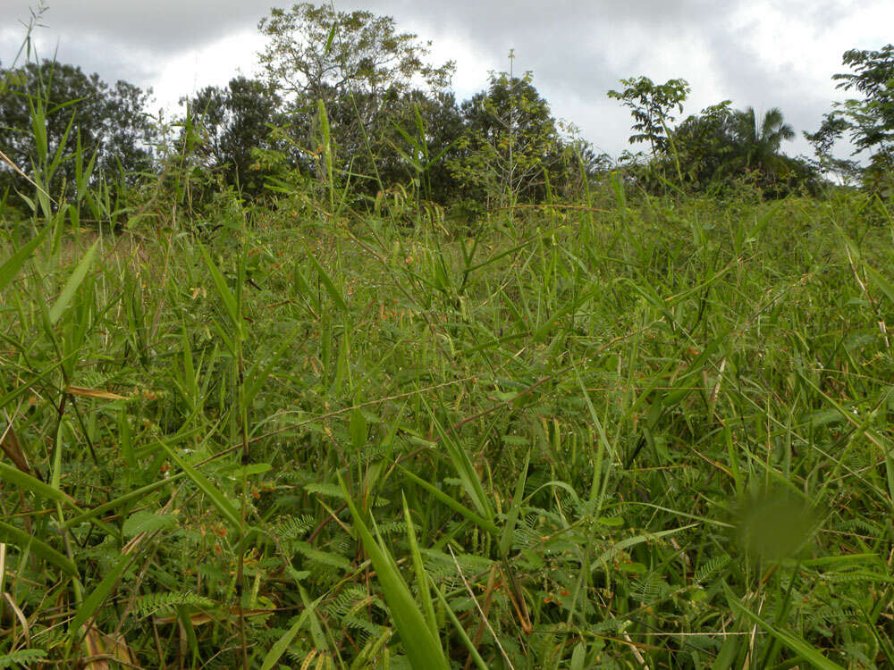 Image of Sensitive Joint-Vetch