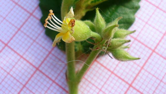 Image of Melochia betonicifolia A. St.-Hil.