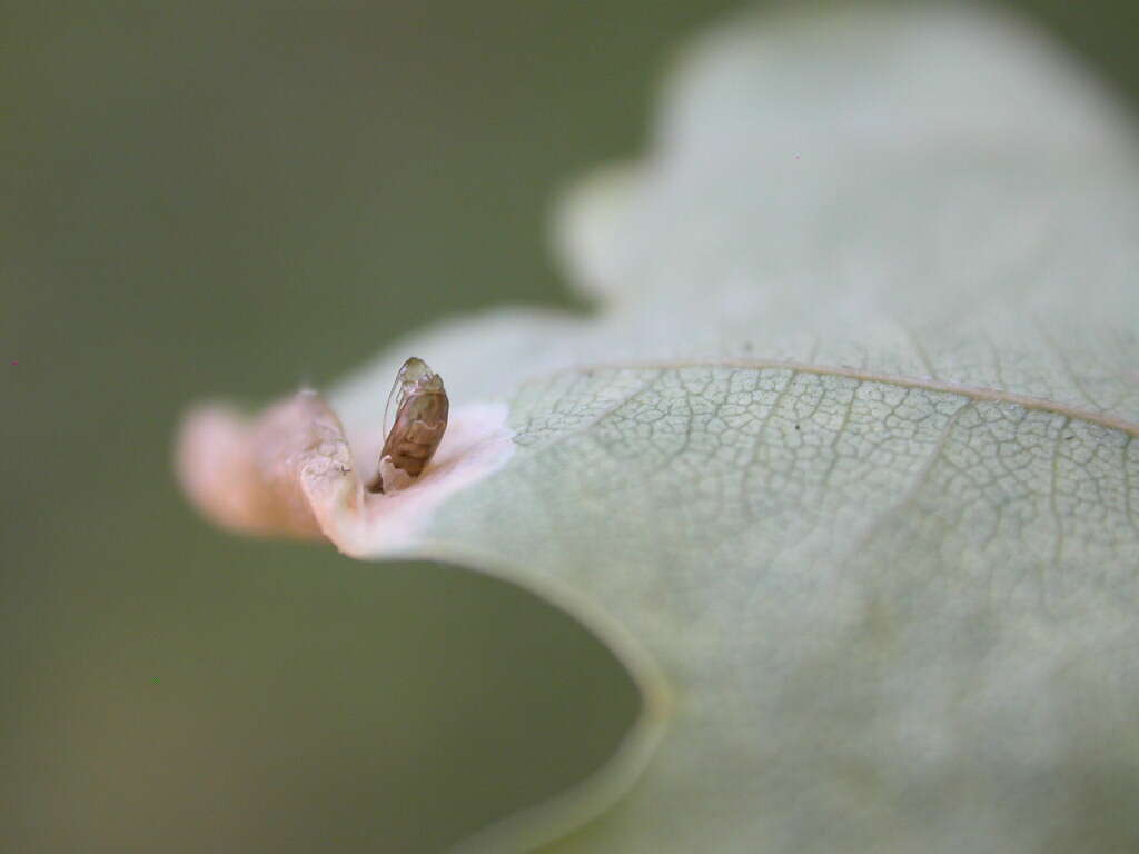 Image of White Oak Midget