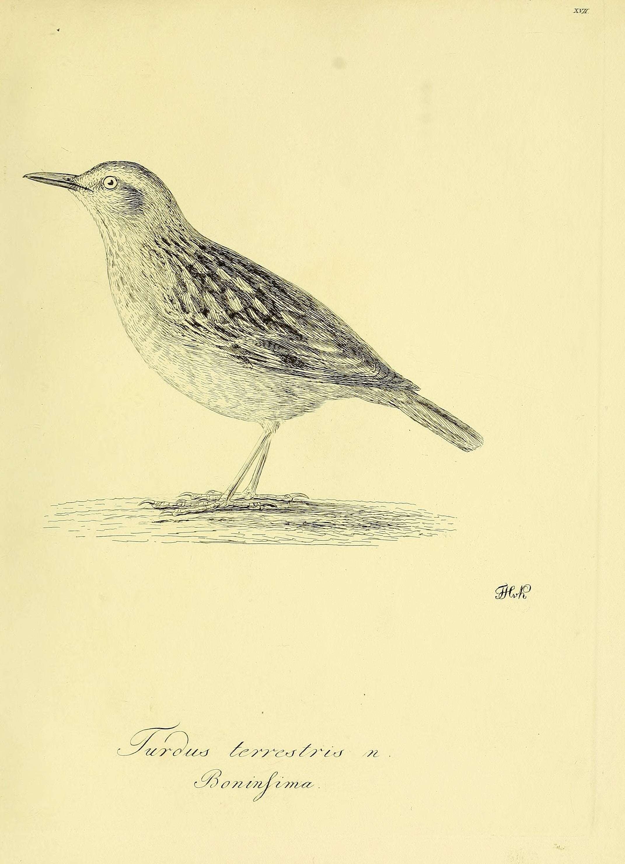 Image of Bonin Thrush