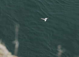 Image of Fulmar