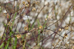 Imagem de Gypsophila