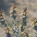 Image of Mulguraea ligustrina (Lag.) N. O'Leary & P. Peralta