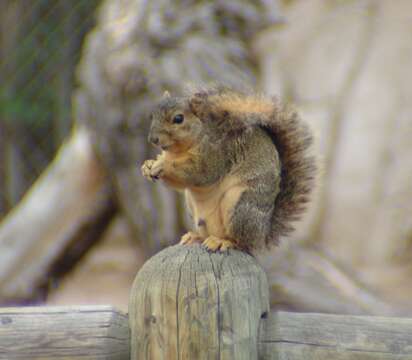 Image of Sciurus subgen. Sciurus Linnaeus 1758