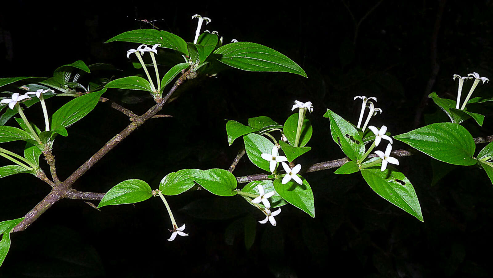 Image of Chomelia tenuiflora Benth.