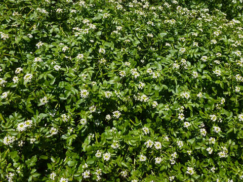 Image of Water-cress