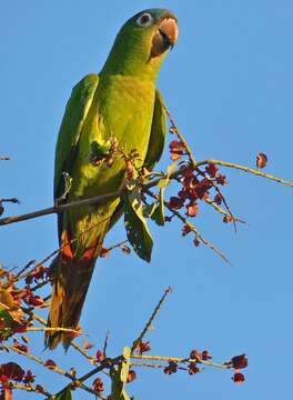 Image of Aratinga acuticaudata