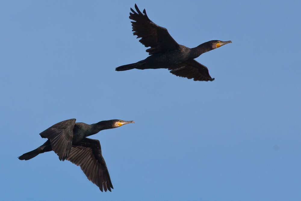 Image of Black Shag