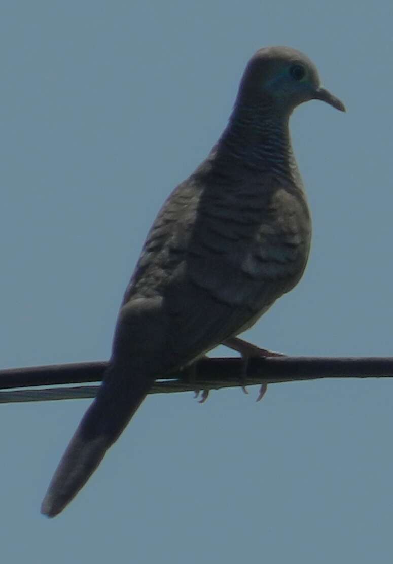 Image of Zebra Dove