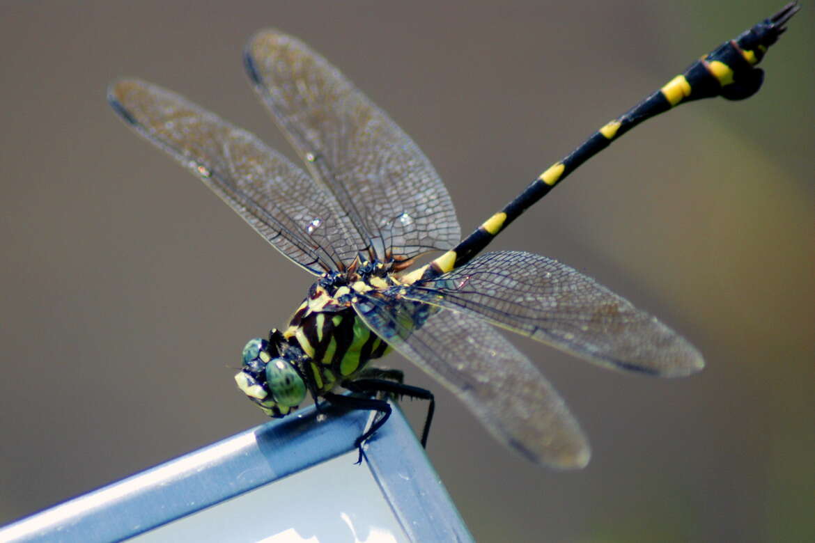 Image of Ictinogomphus pertinax (Hagen ex Selys 1854)