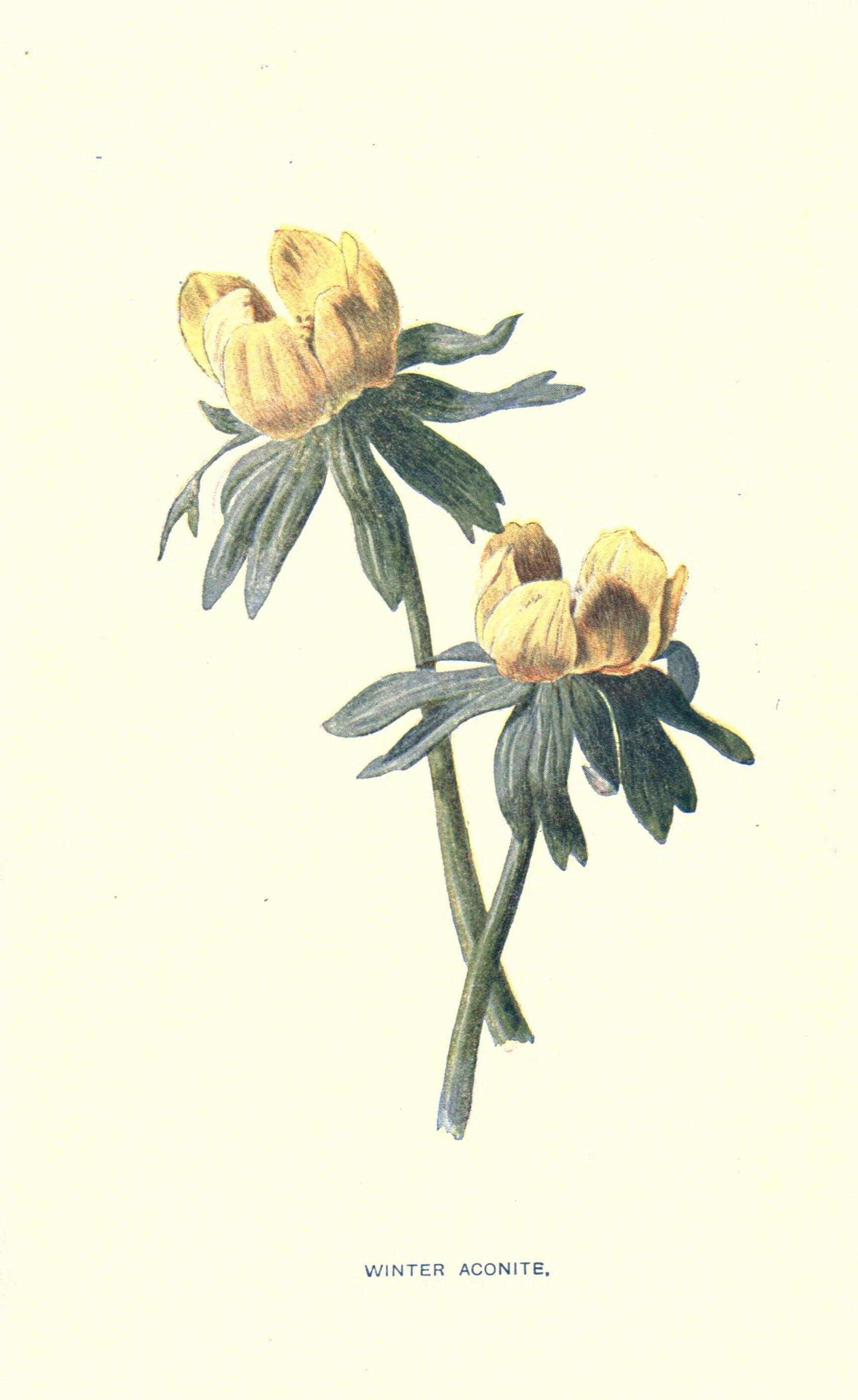 Image of eranthis