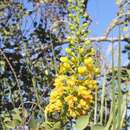 Imagem de Caesalpinia cacalaco Humb. & Bonpl.