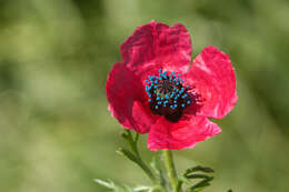 Image of poppy