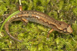 Image of dusky salamanders